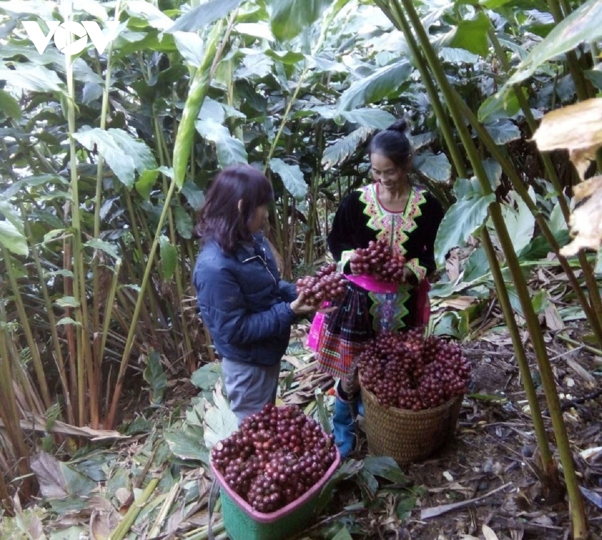 Chính quyền hai cấp đã hoạt động, nông nghiệp không thể chậm chân